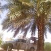 ahmedabduallahali