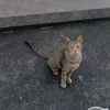 .nekosan0