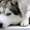 usironogengaak