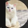 heba_y28