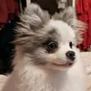 pollypom