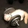 cutepmaichesee
