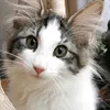 leia_fluff0