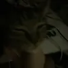 fjiwfi