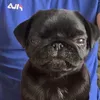 cunkimp