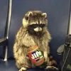 42racoonsinatrenchcoat