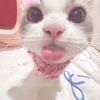adibaaimupp_