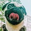 rosariobautista11