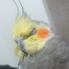 rayo_ninfa_tierna