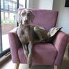 koa_the_weimaraner