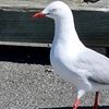 annaspannernz