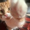 mr._milou
