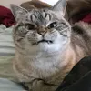 charissanat