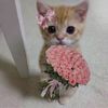 .tato_ro