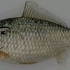 omega_fishtm
