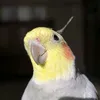 teffesteff