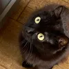 black2cat2