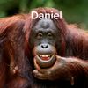 dan273ny