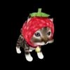 kitty.muak0
