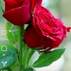 hilalalabri39