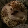 reggiethehedgies