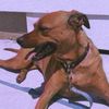 roxie.x3