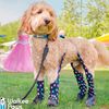 dogbootleggings