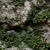 murikplay34