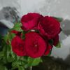 tebrizdadasov0