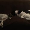sadie_the_saint_dane