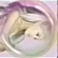 why.is.gamxra