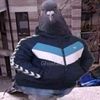 luisito8270