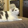 christy.the.cat