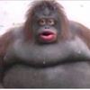 obeseorangutan69