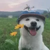 _mithw_