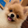 pomerinianbuddy