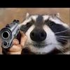 racoon_regulator