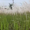 anh_co_30_10