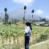 hayysiis_