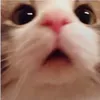 owaowakingkong