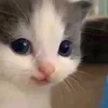 windowsillsimple