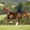 equiadeinc