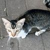 77meoww