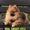 snickithepom