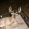 realtree916