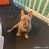 loveforfrenchies7