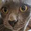 agentkater