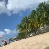 b_kedi