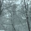 mountain.laurel6