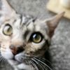 buddythebengal1